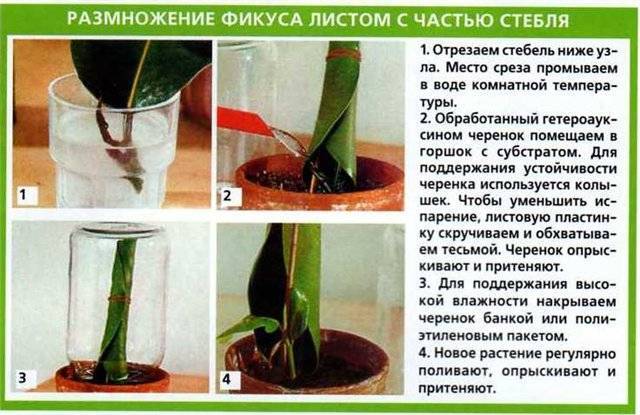 Как размножить кротон черенками и листьями в домашних условиях