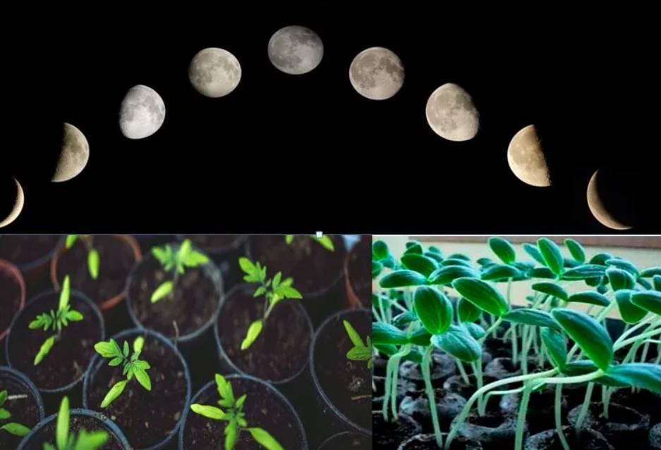 Работы на огороде по луне - лунно-посевной принцип посадки, сеем по луне