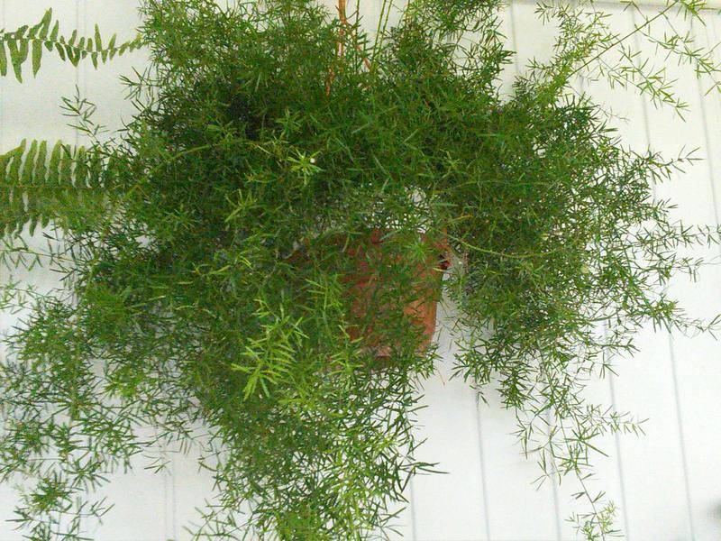 Аспарагус шпренгера — лучший вариант для каскадного озеленения. уход в домашних условиях. фото