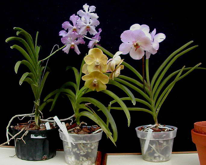 Орхидея ванда — выращивание и уход в домашних условиях, фото