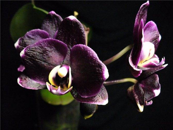 Разновидности орхидей – названия сортов с описанием и фото, уход за цветами в домашних условиях