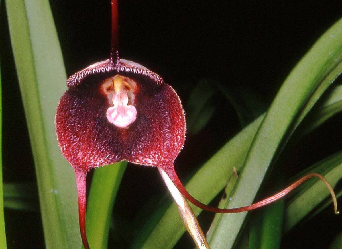 Сверхъестественная красота: все, что нужно знать об орхидее дракула
