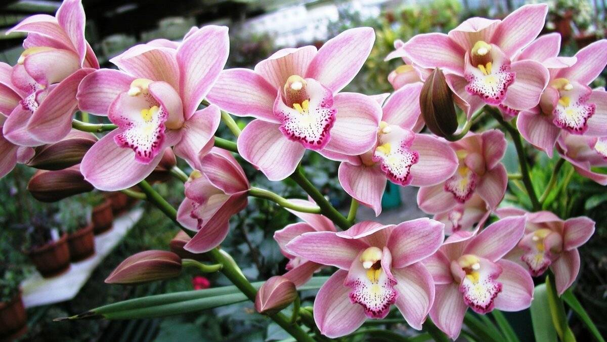 Орхидея цимбидиум: как ухаживать в домашних условиях