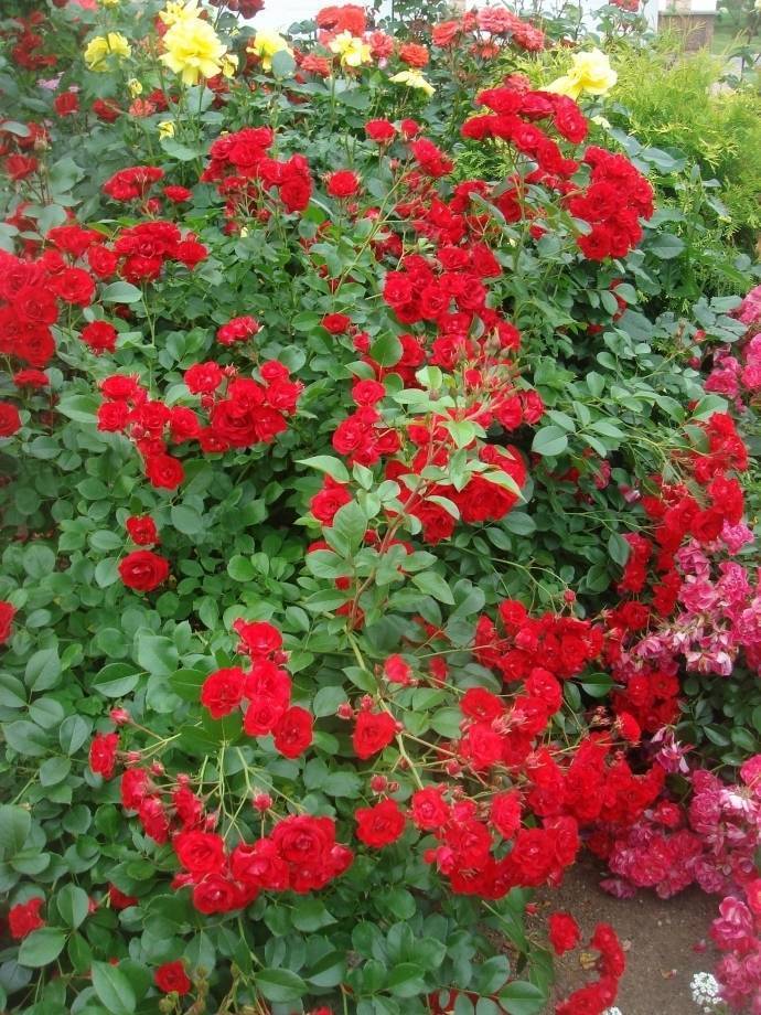 Плетистая роза "скарлет" (описание сорта, отзывы, уход, фото)
