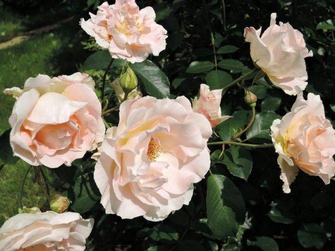 Роза бельведер: описание и качественные характеристики сорта, рекомендации по посадке и выращиванию + отзывы флористов
