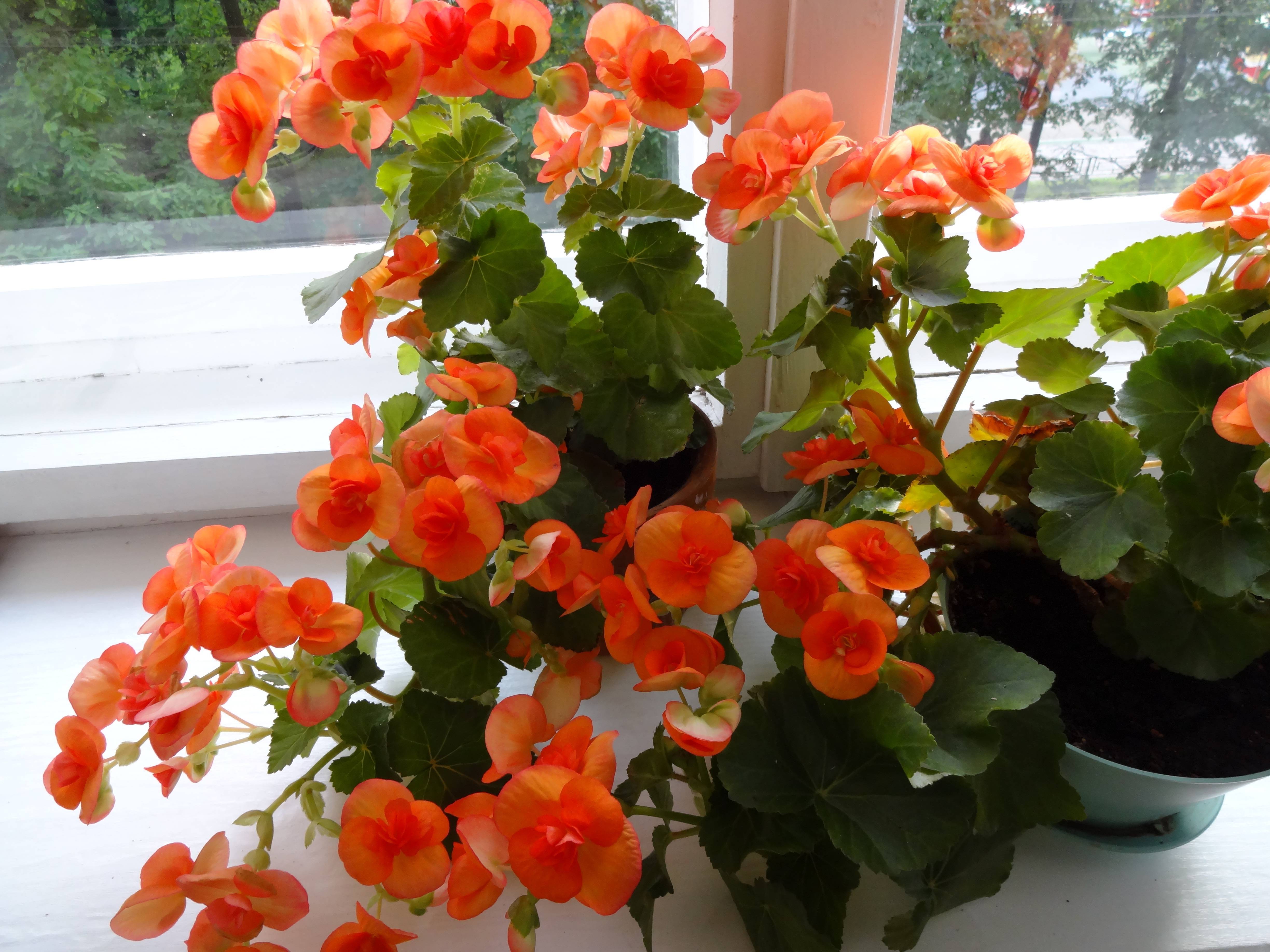Цветущие домашние цветы: названия комнатных растений по алфавиту, сортировка видов по форме листьев и как узнать, что за цветок при помощи интернета