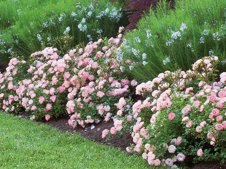 Почвопокровные розы: лучшие сорта, их посадка, выращивание и уход