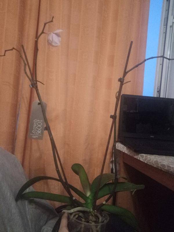 Орхидея отцвела - что делать со стрелкой дальше, инструкция