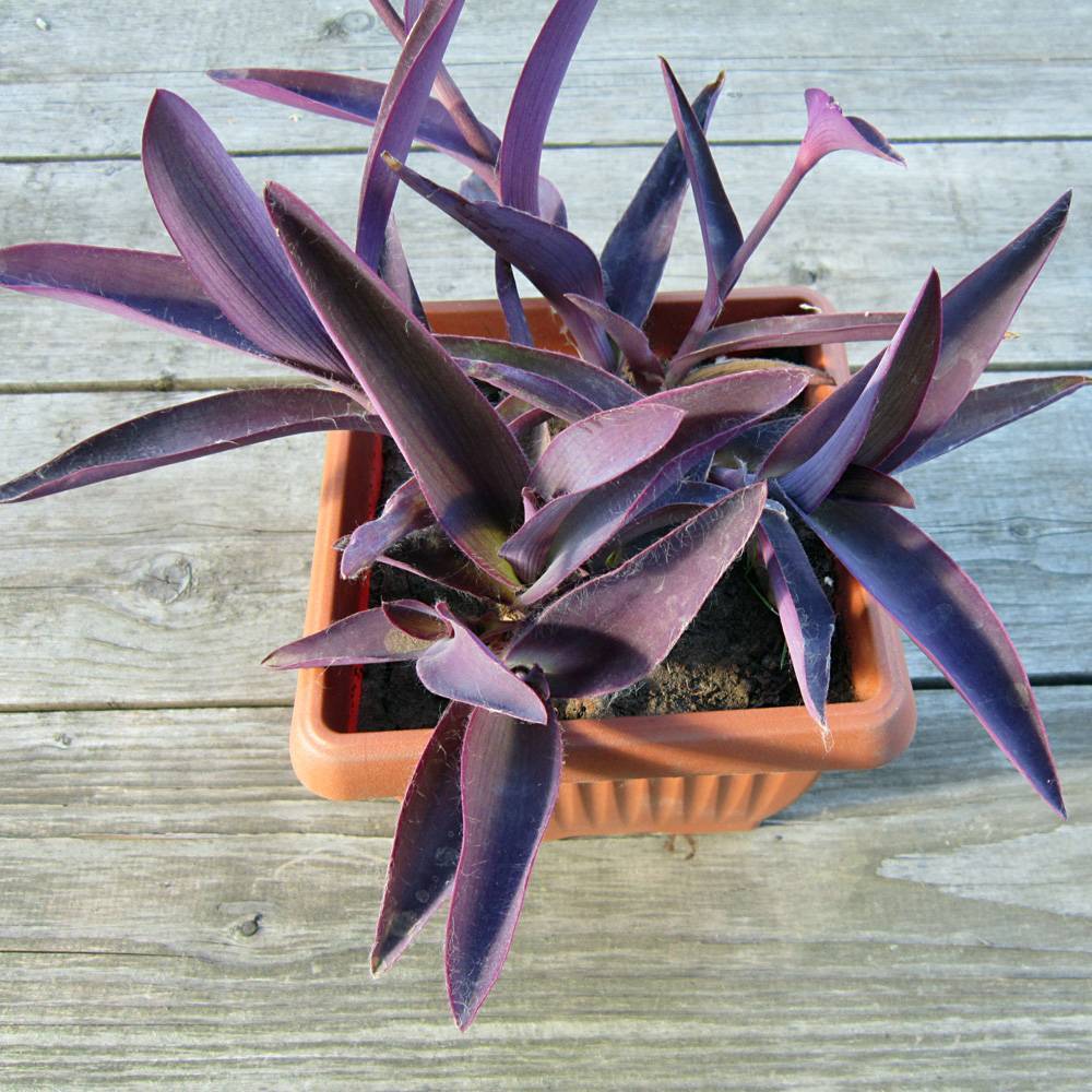 Растение сеткреазия пурпурная или филоетовая, вариегатная