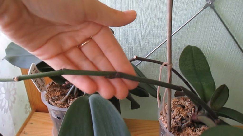 Обрезать цветонос орхидеи или не обрезать — все о цветоносах