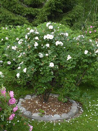 Чайно-гибридная роза augusta luise (августина луиза): фото и описание, отзывы