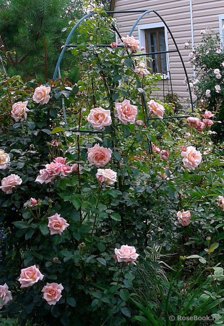 Чайно-гибридный сорт розы осирия: характеристики гибрида, как выращивать
