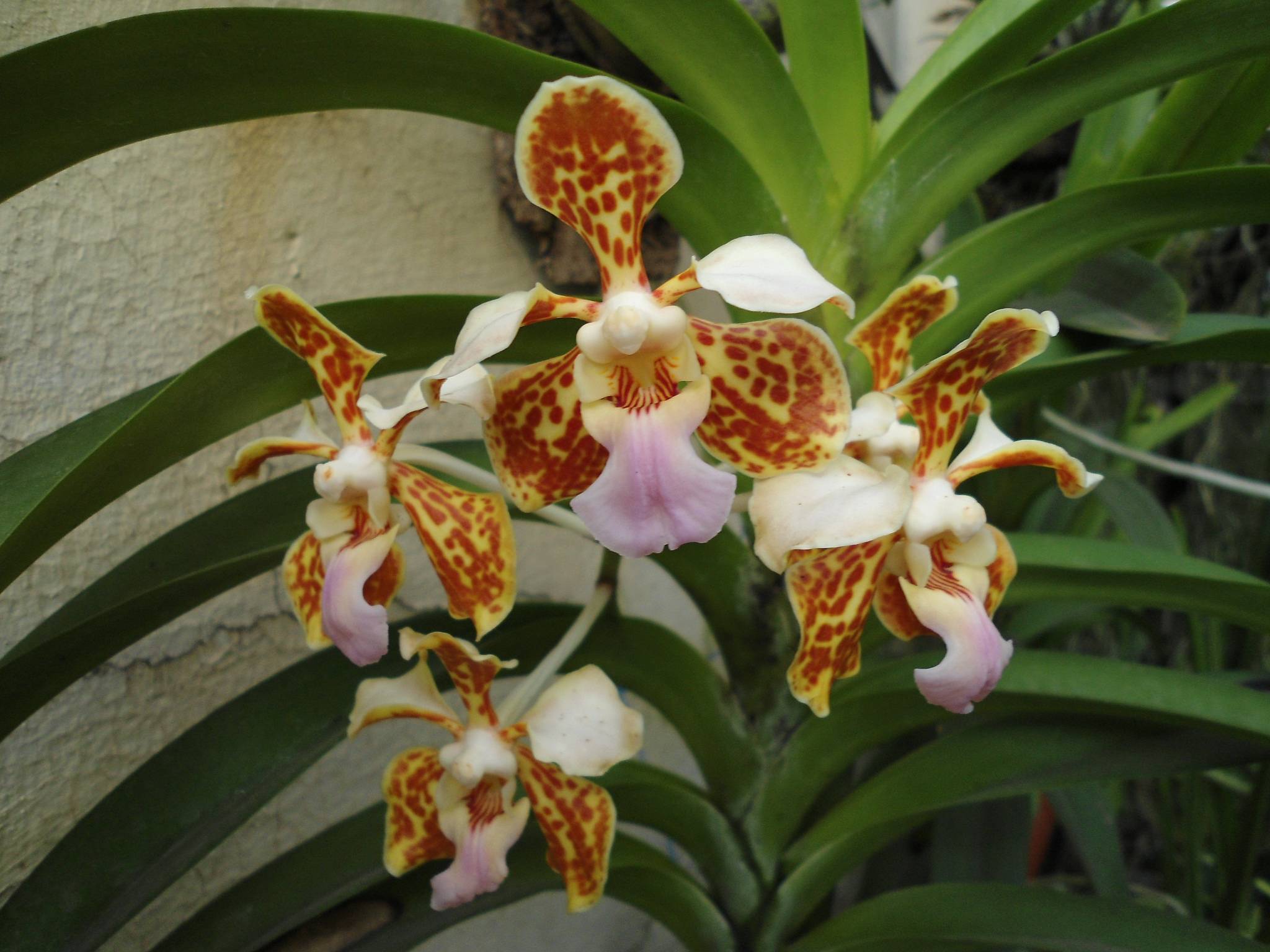 Орхидея ванда - уход в домашних условиях: как ухаживать в стекле, корзине, горшке, стеклянной вазе, а также реанимация корней, если пересохли и как их нарастить