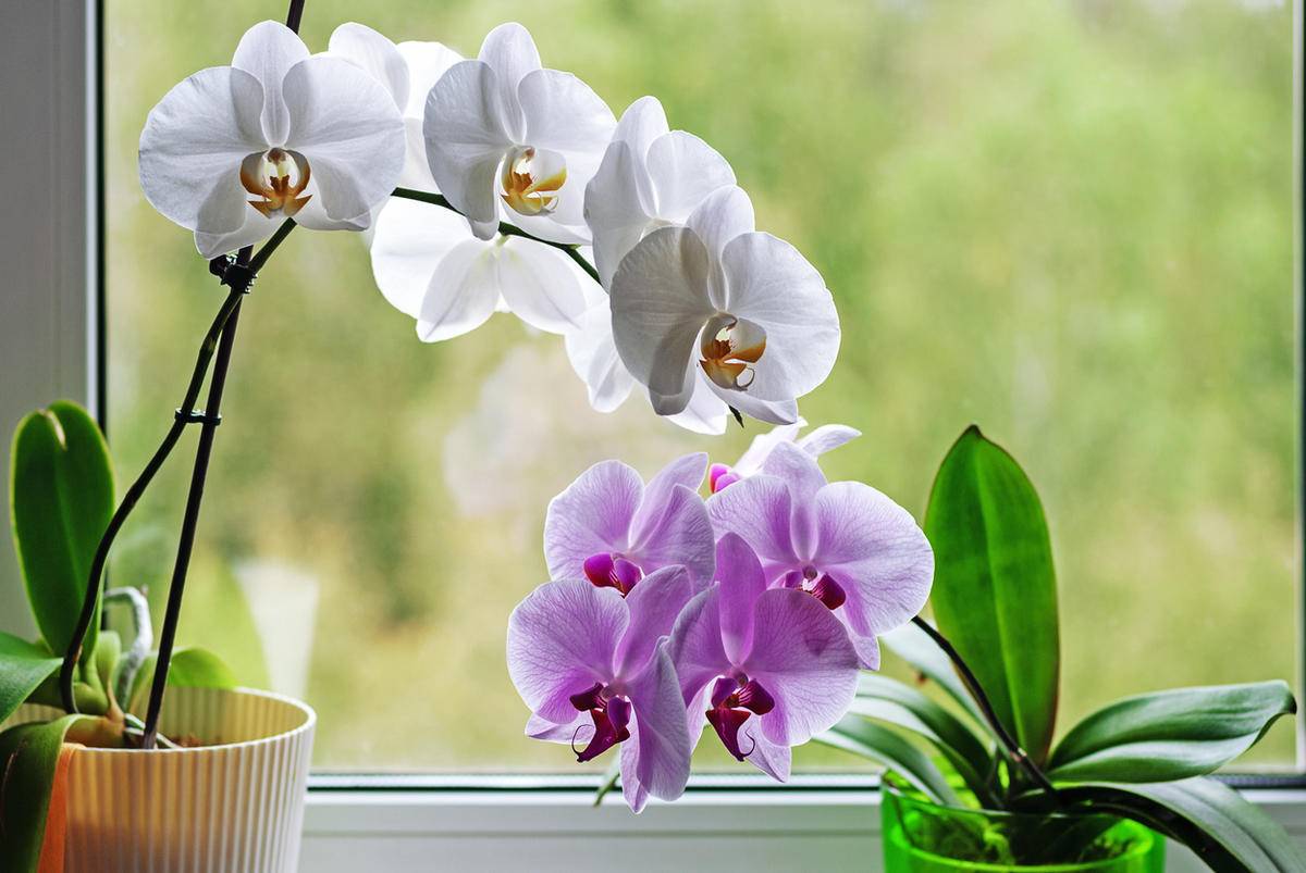 Почему не цветет орхидея