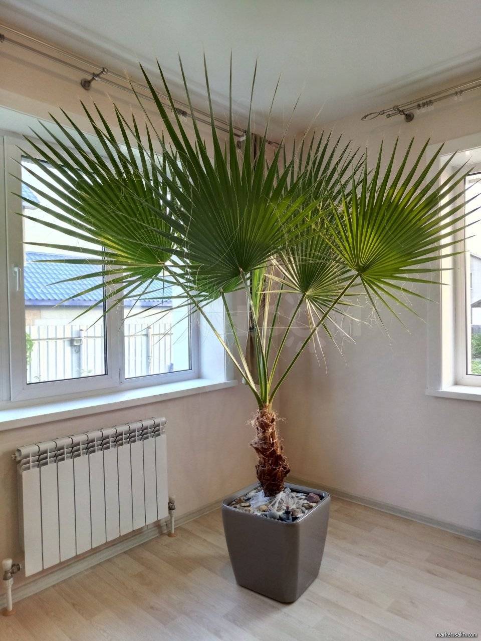 Правила ухода за пальмой вашингтония в домашних условиях – подробное руководство [2019]