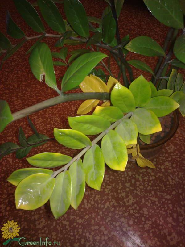 Что за растение замиокулькас что делать, если у него желтеют листья?