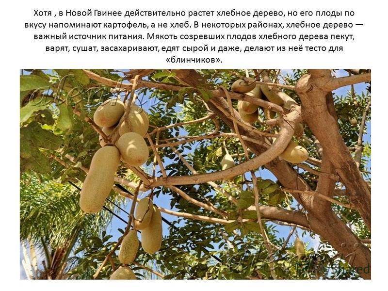 Хлебное дерево: описание, особенности плодов и выращивание растения в домашних условиях