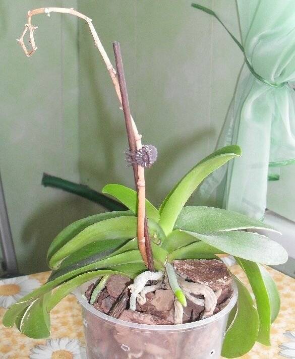 Как обрезать орхидею после цветения: пошаговая инструкция с фото