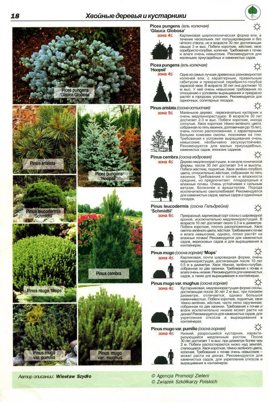 Хвойные деревья: использование в ландшафтном дизайне, виды хвойных растений, названия кустарников