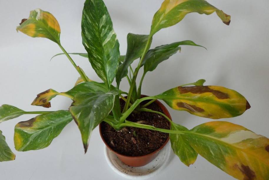 Что делать и почему желтеют листья у комнатных растений