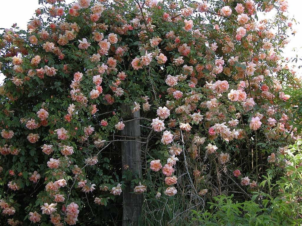 "хендель" - роза плетистая: описание, посадка и уход