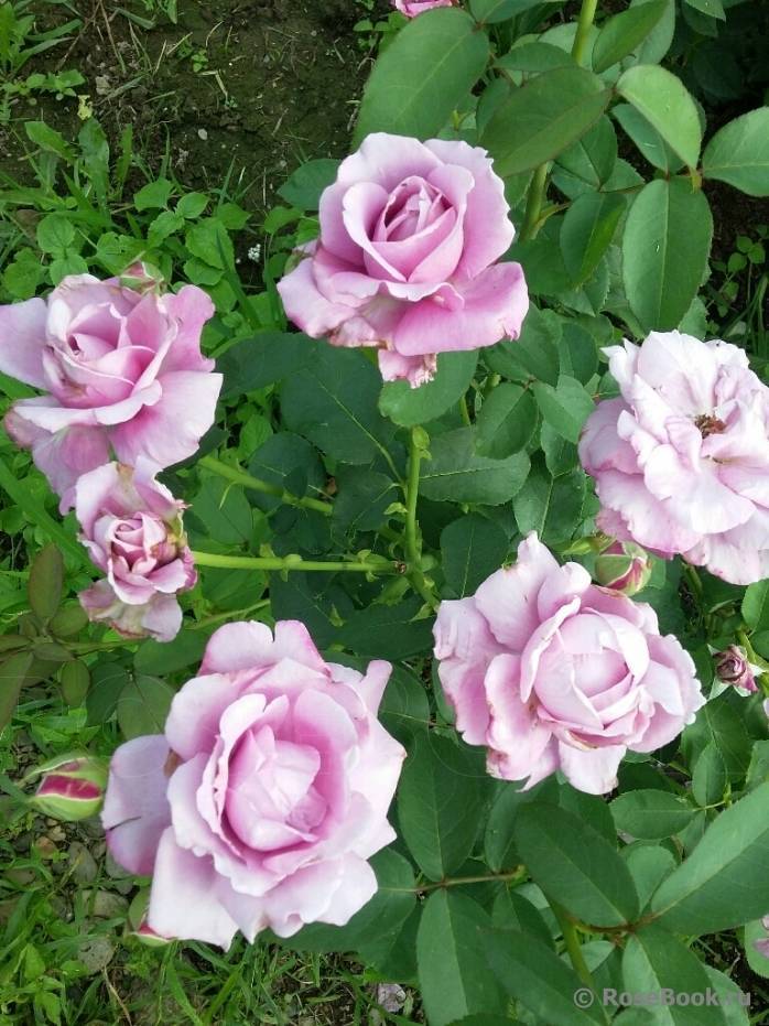 ✅ о розе голубой нил (блю нил): описание и характеристики чайно-гибридной розы