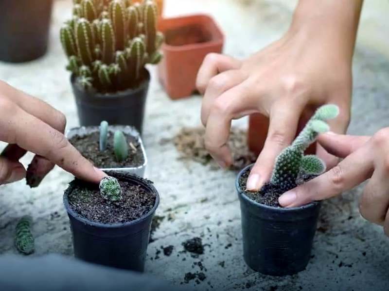 2 стратегии, позволяющих добиться цветения кактусов. как добиться цветения кактусов? — ботаничка.ru