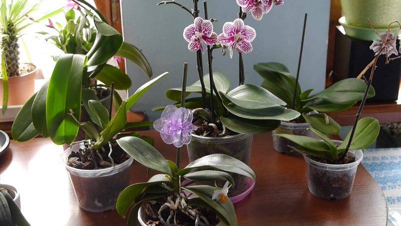 Основные причины, почему орхидея не цветет, а растут только листья и корни