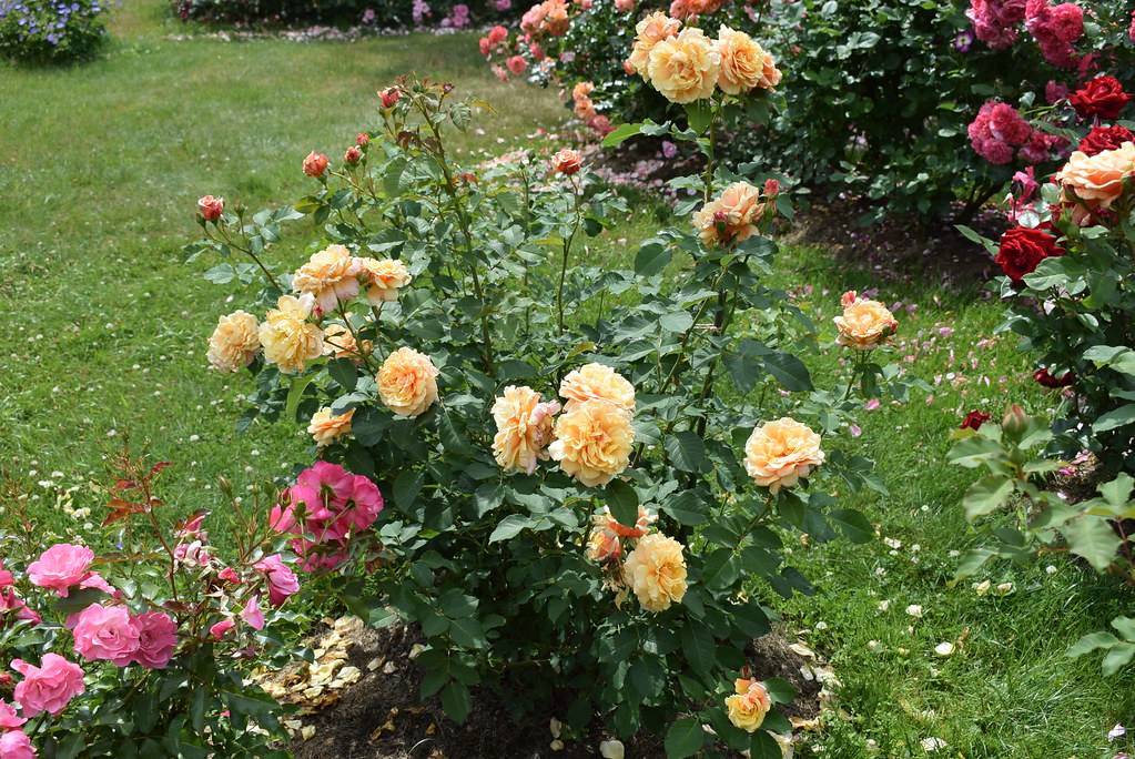 Роза-шраб - особенности посадки и ухода за растением, сорта
