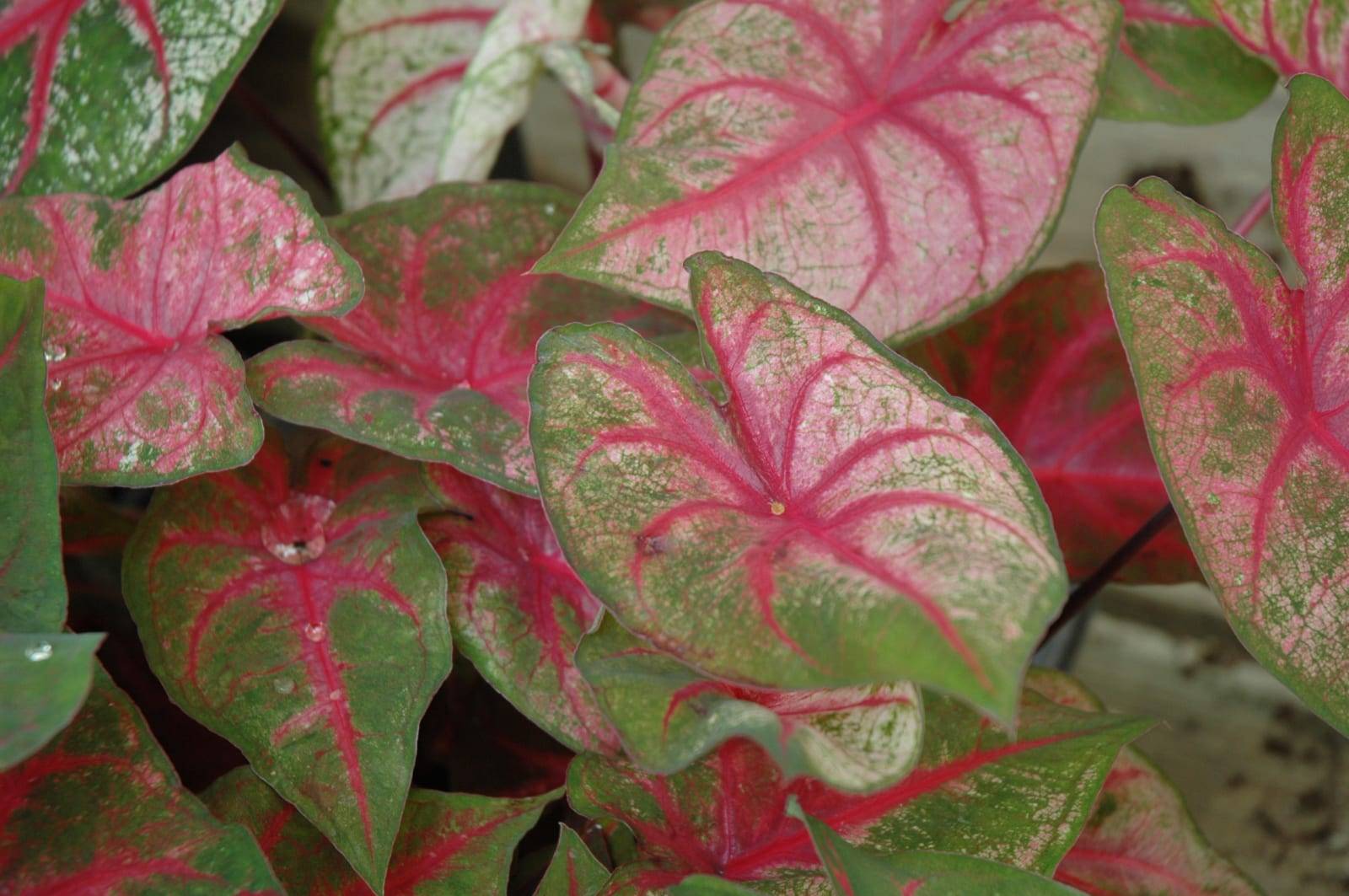 Многообразие каладиумов - комнатных растений с яркой и красивой окраской листвы