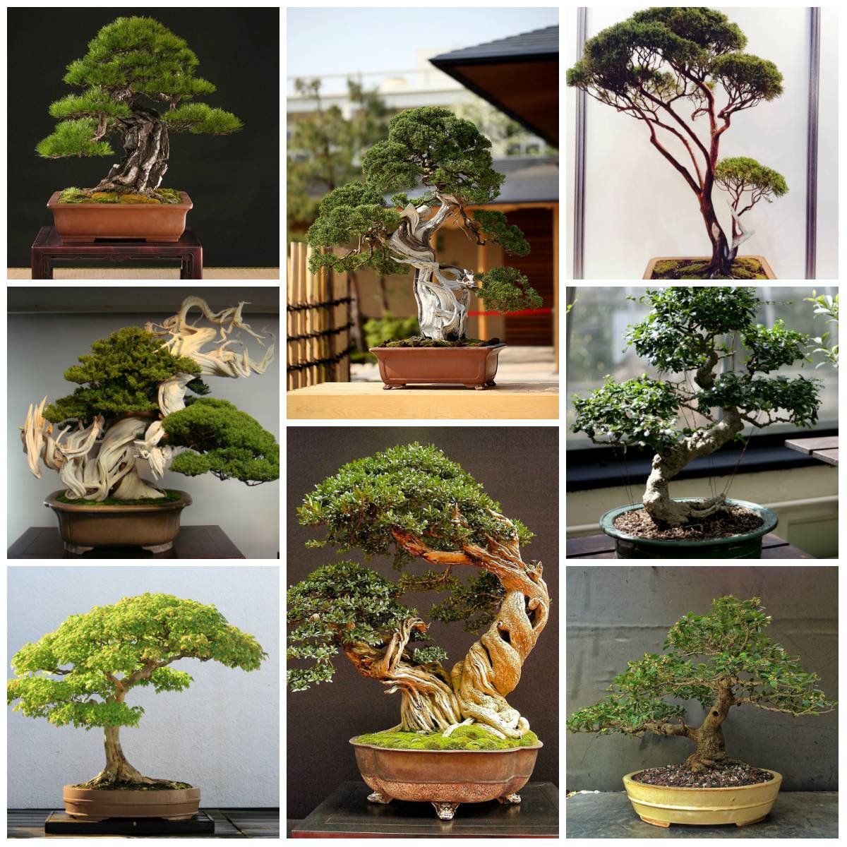 Виды бонсай: популярные стили дерева, названия и особенности выращивания декоративных растений, характерные особенности и описание с фото
