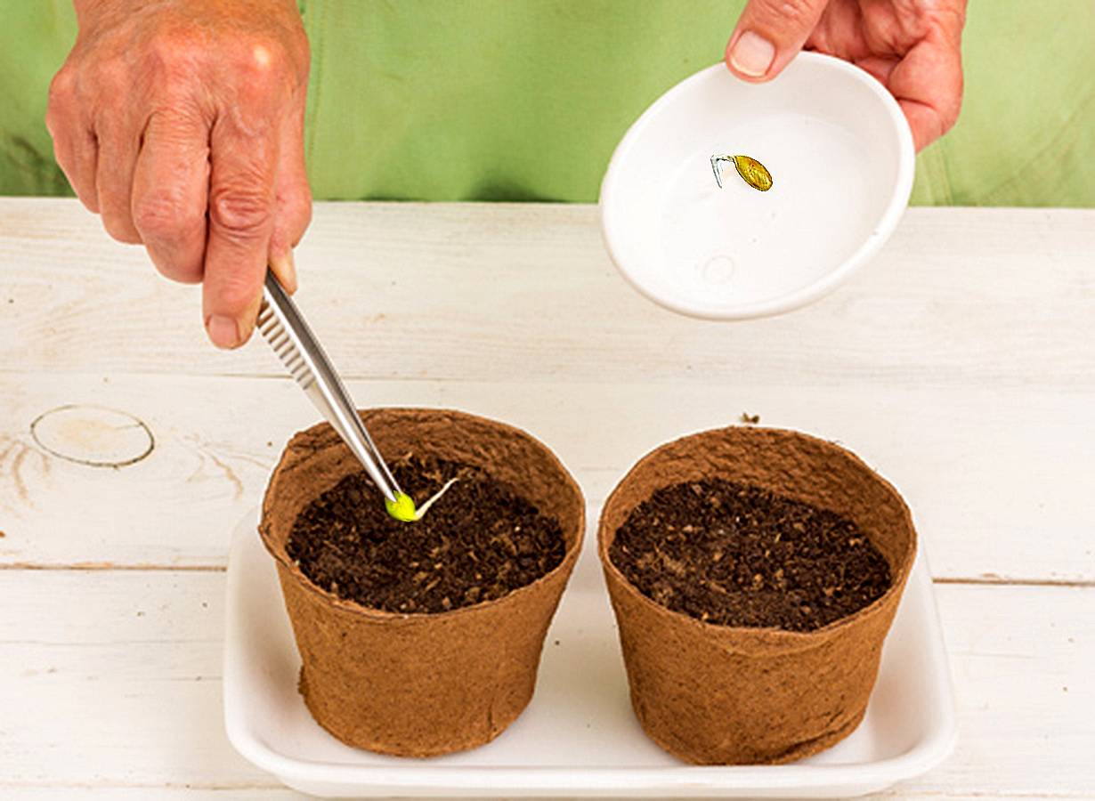 Как вырастить рассаду из семян в домашних условиях