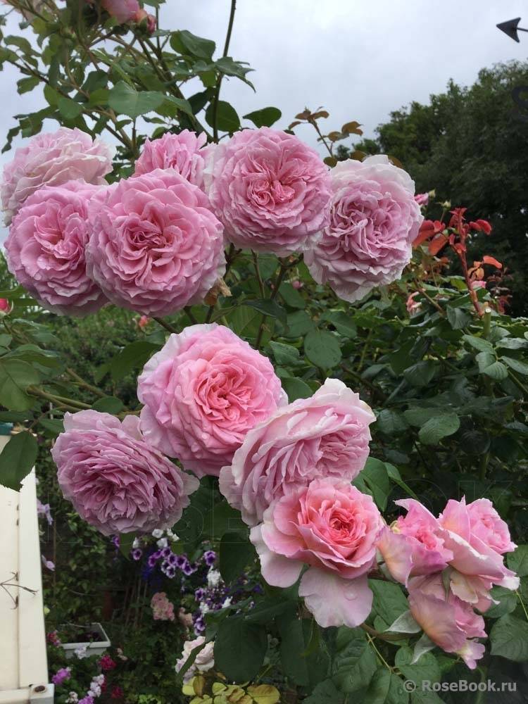 Английская роза (50+ фото): посадка и уход [советы 2019]