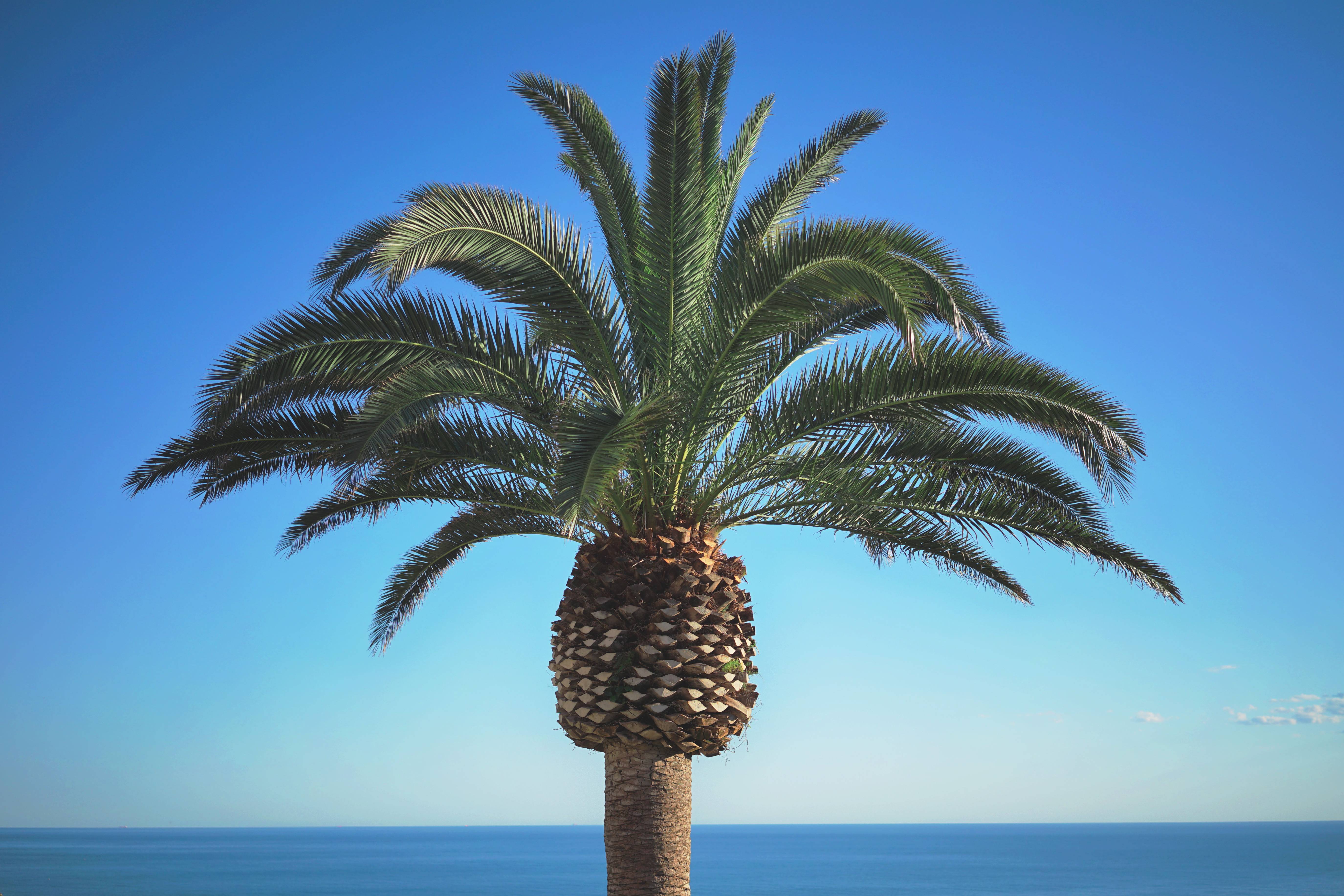 Асаи, или эвтерпа овощная — капустная пальма. уход и выращивание в домашних условиях. фото — ботаничка