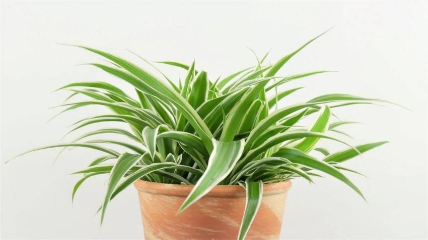Купить Хлорофитум 690 руб. AGRO186