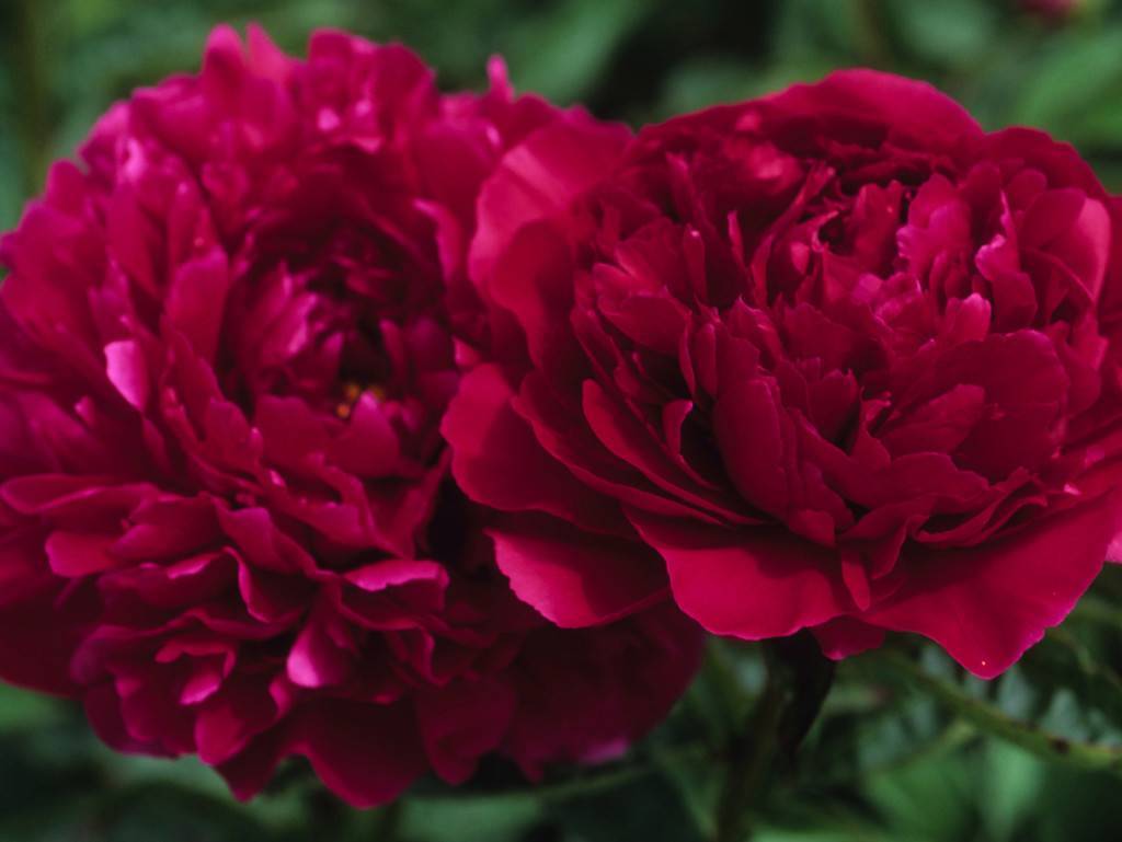 Пион Карл Розенфельд (Paeonia Karl Rosenfield) — посадка и уход за цветком