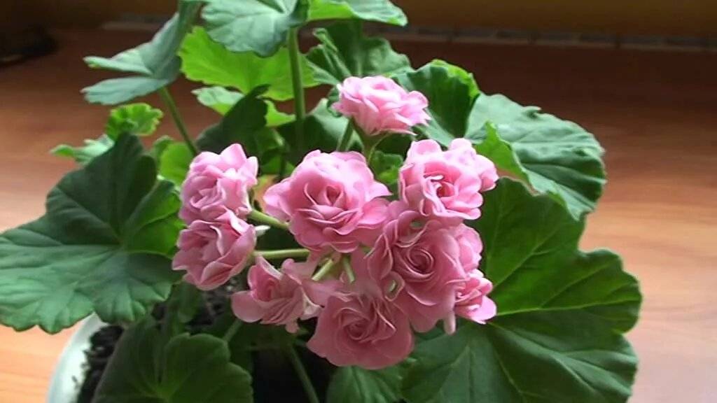 Как выращивать герань розебудную дома и в саду? описание цветка и его популярных сортов