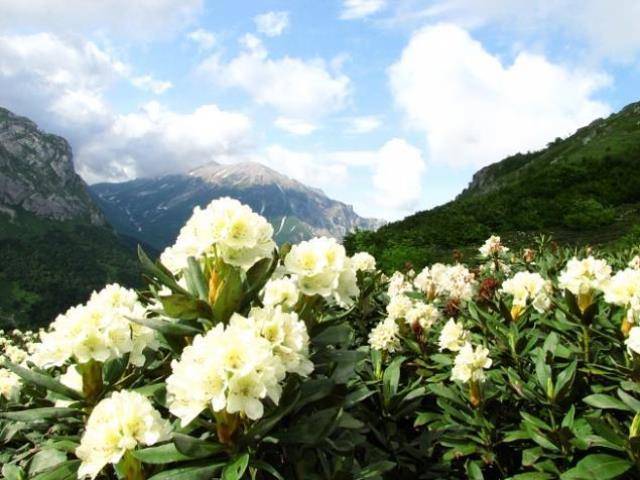 Леченый рододендрон кавказский: свойства, противопоказания и фото необыкновенной красоты