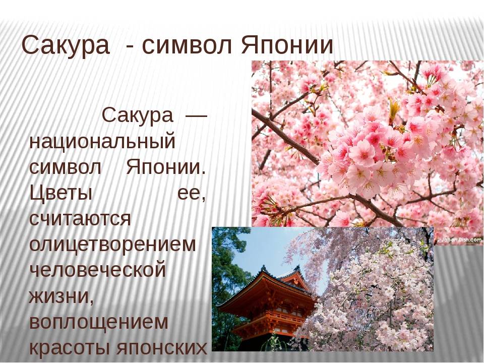 Японское дерево сакура: история, описание и фото