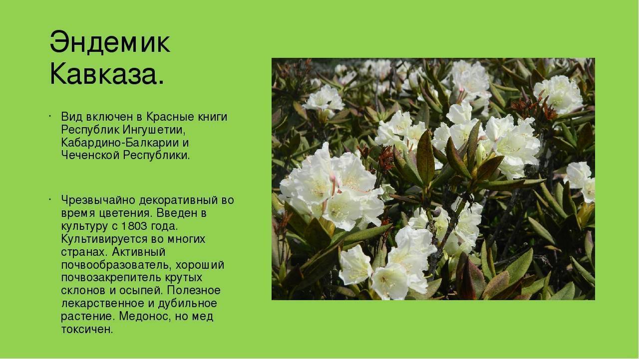 Рододендрон кавказский: целебные свойства, заготовка, как заваривать и пить