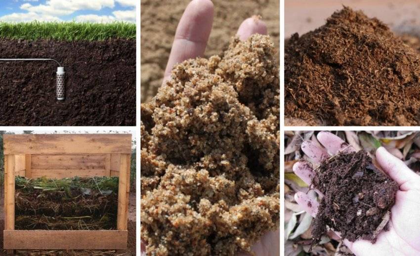 Почва для гортензии садовой и комнатной, состав, кислотность