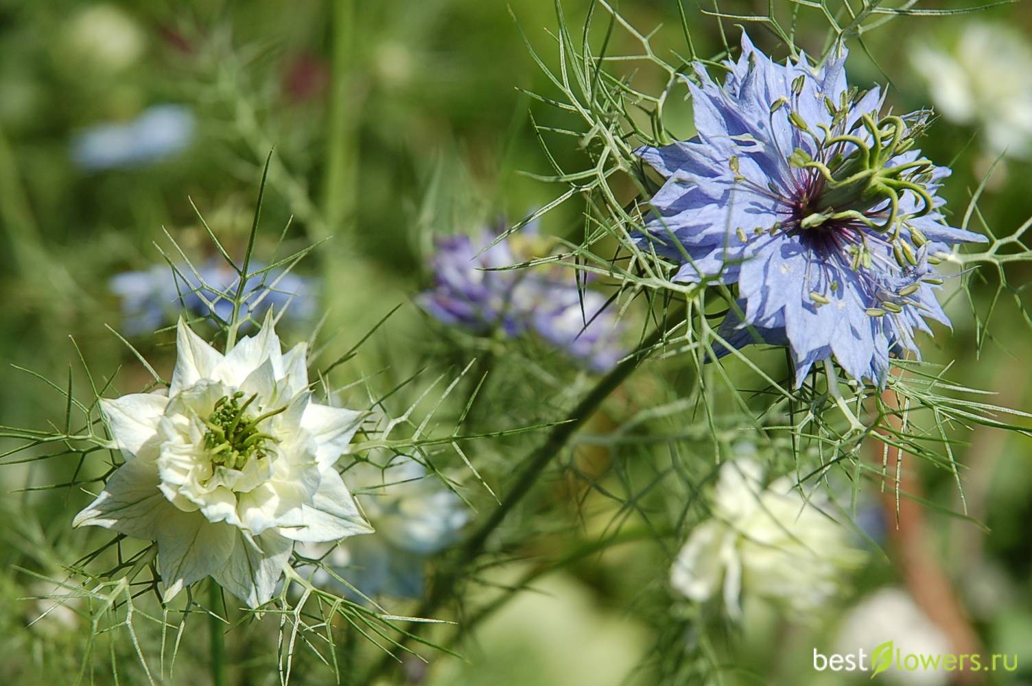 Цветы нигеллы – посадка и уход, выращивание из семян