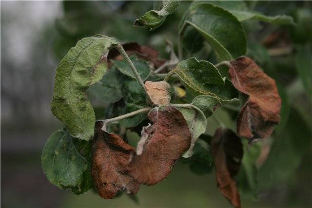 Болезни листьев малины: описания с фото, лечение