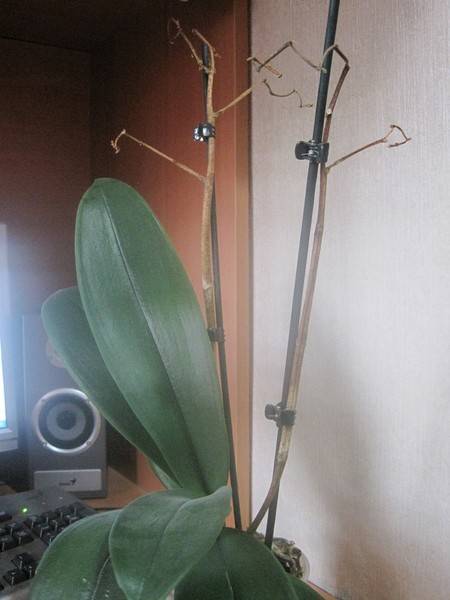 Фаленопсис отцветает, что делать дальше со стрелкой орхидеи, когда обрезать, как обеспечить правильный уход за растением в домашних условиях после распускания? selo.guru — интернет портал о сельском х