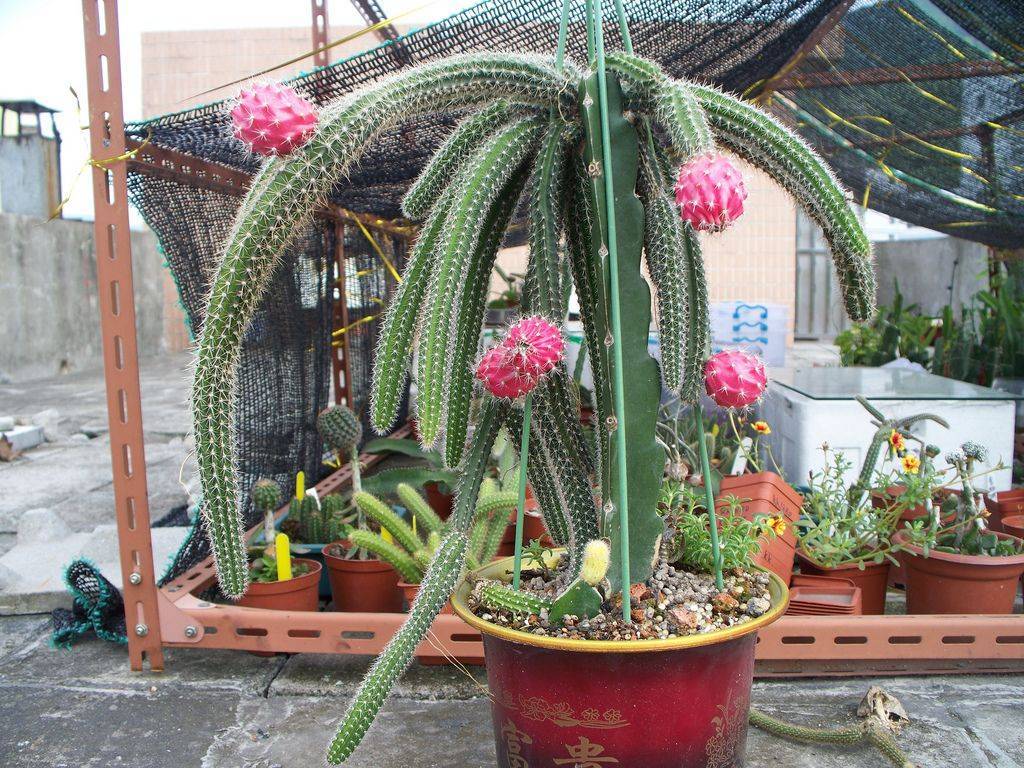 Выращивание кактуса селеницереуса крупноцветкового: как посадить, укоренять