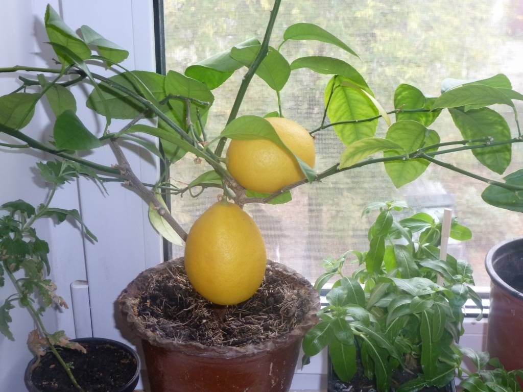 Лимонное дерево из косточки уход в домашних условиях, фото, как вырастить
