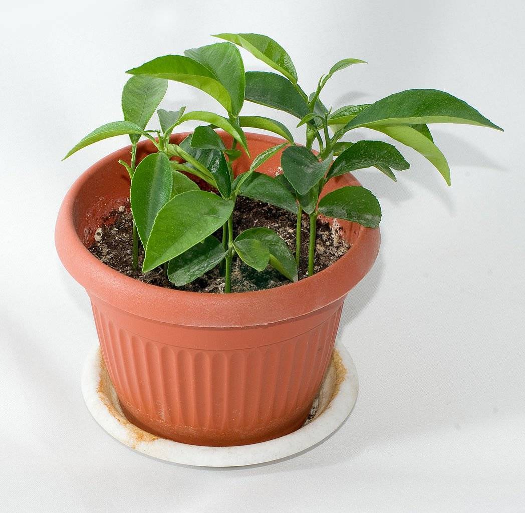 Кламондин: как ухаживать и выращивать растение