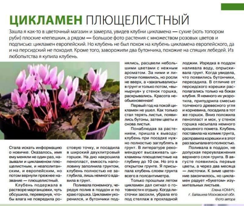 Вопрос к знатокам: можно ли вырастить цикламен в саду? на supersadovnik.ru