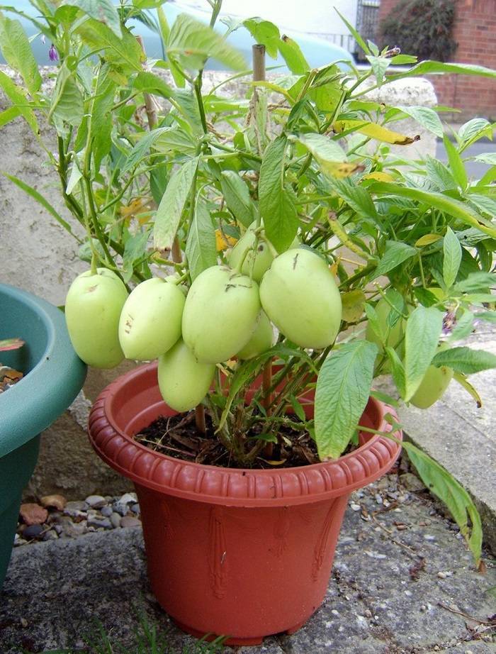 Пепино или дынная груша: выращивание в домашних условиях