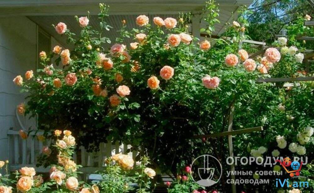 Плетистая роза полька: описание, отзывы, фото, видео